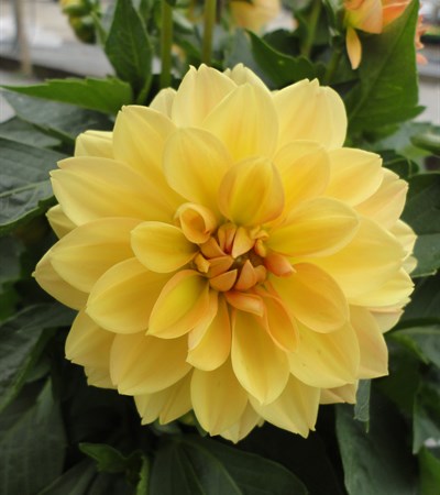 Dahlia Dalina® Grande Romero